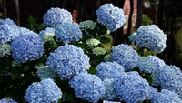 Hydrangea Blue Flower Seeds