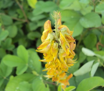 Buy Crotalaria Regal Birdflower Yellow from Fresco Seeds at the Best Prices online in Pakistan, Quick Delivery and Easy Returns only at The Nature's Store, Best organic and natural Flower Seeds and Flower Seeds, Fresco Seeds (Brand) in Pakistan, 