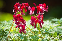 Buy Bleeding Heart Burning from Fresco Seeds at the Best Prices online in Pakistan, Quick Delivery and Easy Returns only at The Nature's Store, Best organic and natural Flower Seeds and Flower Seeds, Fresco Seeds (Brand) in Pakistan, 