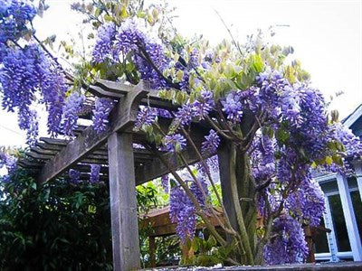 Buy Wisteria Blue Vines from Fresco Seeds at the Best Prices online in Pakistan, Quick Delivery and Easy Returns only at The Nature's Store, Best organic and natural Vine Seeds and Fresco Seeds (Brand), Vine Seeds in Pakistan, 