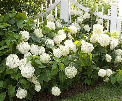 Buy Hydrangea White Flower Seeds from Fresco Seeds at the Best Prices online in Pakistan, Quick Delivery and Easy Returns only at The Nature's Store, Best organic and natural Flower Seeds and Flower Seeds, Fresco Seeds (Brand) in Pakistan, 