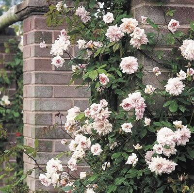 Buy Cécile Brunner Climbing Rose Seeds from Fresco Seeds at the Best Prices online in Pakistan, Quick Delivery and Easy Returns only at The Nature's Store, Best organic and natural Vine Seeds and Fresco Seeds (Brand), Vine Seeds in Pakistan, 