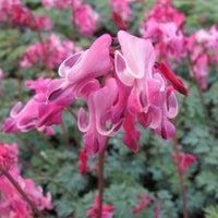 Bleeding Heart Candy
