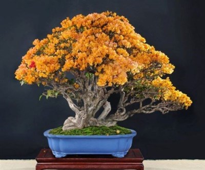 Buy Rare Bonsai Yellow Azalea Seeds from Fresco Seeds at the Best Prices online in Pakistan, Quick Delivery and Easy Returns only at The Nature's Store, Best organic and natural Bonsai Flower Seeds and Bonsai Flower Seeds, Fresco Seeds (Brand) in Pakistan, 