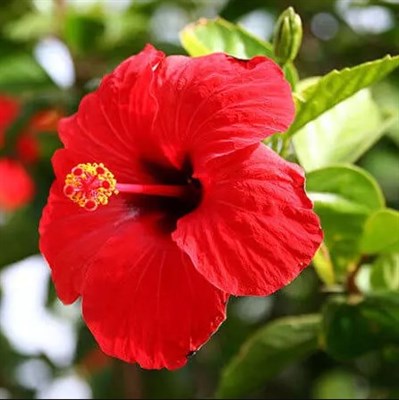 Buy Hibiscus China rose from Fresco Seeds at the Best Prices online in Pakistan, Quick Delivery and Easy Returns only at The Nature's Store, Best organic and natural Flower Seeds and Flower Seeds, Fresco Seeds (Brand) in Pakistan, 