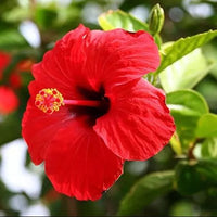 Buy Hibiscus China rose from Fresco Seeds at the Best Prices online in Pakistan, Quick Delivery and Easy Returns only at The Nature's Store, Best organic and natural Flower Seeds and Flower Seeds, Fresco Seeds (Brand) in Pakistan, 