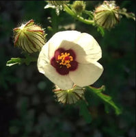 Buy Hibiscus Flower of an Hour from Fresco Seeds at the Best Prices online in Pakistan, Quick Delivery and Easy Returns only at The Nature's Store, Best organic and natural Flower Seeds and Flower Seeds, Fresco Seeds (Brand) in Pakistan, 