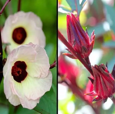 Buy Hibiscus Roselle from Fresco Seeds at the Best Prices online in Pakistan, Quick Delivery and Easy Returns only at The Nature's Store, Best organic and natural Flower Seeds and Flower Seeds, Fresco Seeds (Brand) in Pakistan, 