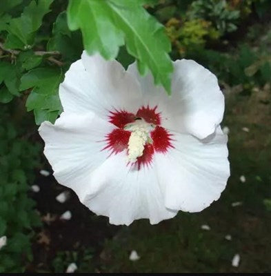 Buy Hibiscus Rose in Sharon from Fresco Seeds at the Best Prices online in Pakistan, Quick Delivery and Easy Returns only at The Nature's Store, Best organic and natural Flower Seeds and Flower Seeds, Fresco Seeds (Brand) in Pakistan, 