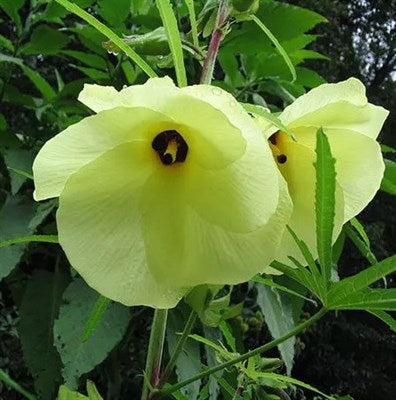 Buy Hibiscus Abelmosk from Fresco Seeds at the Best Prices online in Pakistan, Quick Delivery and Easy Returns only at The Nature's Store, Best organic and natural Flower Seeds and Flower Seeds, Fresco Seeds (Brand) in Pakistan, 