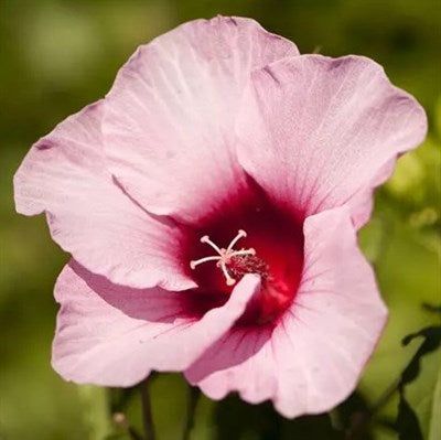 Buy Hibiscus Moscheutos from Fresco Seeds at the Best Prices online in Pakistan, Quick Delivery and Easy Returns only at The Nature's Store, Best organic and natural Flower Seeds and Flower Seeds, Fresco Seeds (Brand) in Pakistan, 