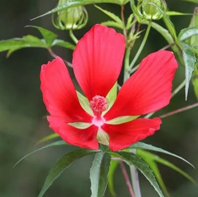 Buy Hibiscus Rose Mallow from Fresco Seeds at the Best Prices online in Pakistan, Quick Delivery and Easy Returns only at The Nature's Store, Best organic and natural Flower Seeds and Flower Seeds, Fresco Seeds (Brand) in Pakistan, 