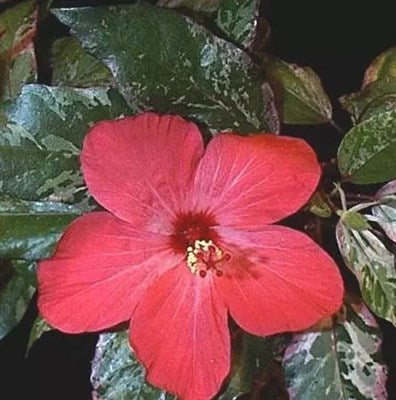 Buy Hibiscus Checkered from Fresco Seeds at the Best Prices online in Pakistan, Quick Delivery and Easy Returns only at The Nature's Store, Best organic and natural Flower Seeds and Flower Seeds, Fresco Seeds (Brand) in Pakistan, 