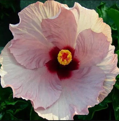 Hibiscus Hawaiian