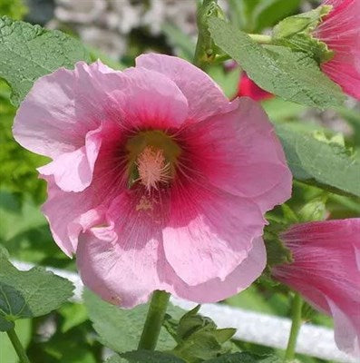 Buy Hibiscus Mutabilis from Fresco Seeds at the Best Prices online in Pakistan, Quick Delivery and Easy Returns only at The Nature's Store, Best organic and natural Flower Seeds and Flower Seeds, Fresco Seeds (Brand) in Pakistan, 