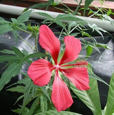 Buy Hibiscus Coccineus from Fresco Seeds at the Best Prices online in Pakistan, Quick Delivery and Easy Returns only at The Nature's Store, Best organic and natural Flower Seeds and Flower Seeds, Fresco Seeds (Brand) in Pakistan, 