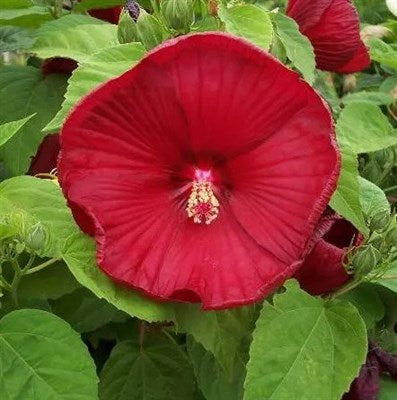 Buy Hibiscus Luna Red from Fresco Seeds at the Best Prices online in Pakistan, Quick Delivery and Easy Returns only at The Nature's Store, Best organic and natural Flower Seeds and Flower Seeds, Fresco Seeds (Brand) in Pakistan, 