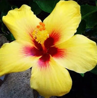Buy Hibiscus Beach Beauty from Fresco Seeds at the Best Prices online in Pakistan, Quick Delivery and Easy Returns only at The Nature's Store, Best organic and natural Flower Seeds and Flower Seeds, Fresco Seeds (Brand) in Pakistan, 