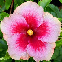 Buy Hibiscus Secret Heart from Fresco Seeds at the Best Prices online in Pakistan, Quick Delivery and Easy Returns only at The Nature's Store, Best organic and natural Flower Seeds and Flower Seeds, Fresco Seeds (Brand) in Pakistan, 