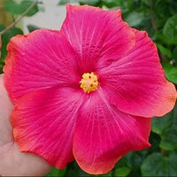 Buy Hibiscus Aphrodite from Fresco Seeds at the Best Prices online in Pakistan, Quick Delivery and Easy Returns only at The Nature's Store, Best organic and natural Flower Seeds and Flower Seeds, Fresco Seeds (Brand) in Pakistan, 