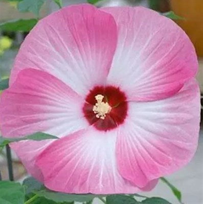 Buy Hibiscus Luna Pink Swirl from Fresco Seeds at the Best Prices online in Pakistan, Quick Delivery and Easy Returns only at The Nature's Store, Best organic and natural Flower Seeds and Flower Seeds, Fresco Seeds (Brand) in Pakistan, 