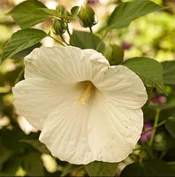 Buy Hibiscus Blue River II from Fresco Seeds at the Best Prices online in Pakistan, Quick Delivery and Easy Returns only at The Nature's Store, Best organic and natural Flower Seeds and Flower Seeds, Fresco Seeds (Brand) in Pakistan, 