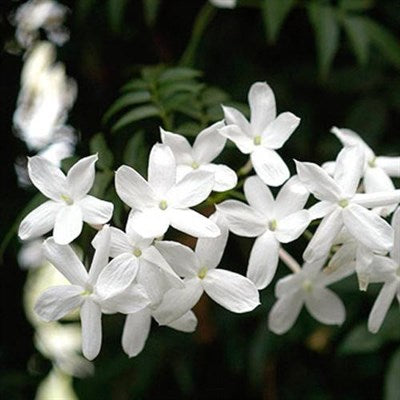 Buy Jasminum auriculatum (Indian Juhi) from Fresco Seeds at the Best Prices online in Pakistan, Quick Delivery and Easy Returns only at The Nature's Store, Best organic and natural Flower Seeds and Flower Seeds, Fresco Seeds (Brand) in Pakistan, 