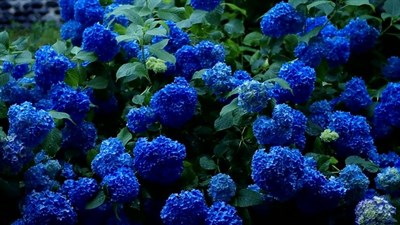 Buy Hydrangea Navy Blue Flower Seeds from Fresco Seeds at the Best Prices online in Pakistan, Quick Delivery and Easy Returns only at The Nature's Store, Best organic and natural Flower Seeds and Flower Seeds, Fresco Seeds (Brand) in Pakistan, 