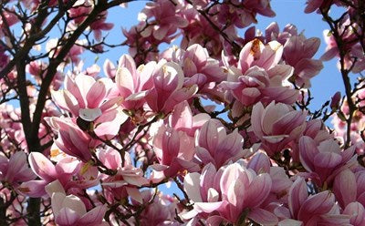 Buy Saucer Magnolia Flower Tree Seeds from Fresco Seeds at the Best Prices online in Pakistan, Quick Delivery and Easy Returns only at The Nature's Store, Best organic and natural Tree Seeds and Fresco Seeds (Brand), Tree Seeds in Pakistan, 