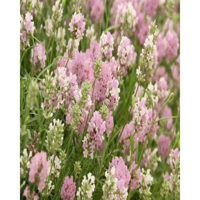Buy Rosea English Lavender Seeds from Fresco Seeds at the Best Prices online in Pakistan, Quick Delivery and Easy Returns only at The Nature's Store, Best organic and natural Flower Seeds and Flower Seeds, Fresco Seeds (Brand) in Pakistan, 