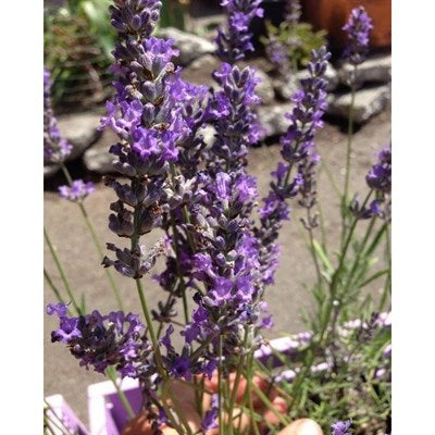 Buy Seal English Lavender Seeds from Fresco Seeds at the Best Prices online in Pakistan, Quick Delivery and Easy Returns only at The Nature's Store, Best organic and natural Flower Seeds and Flower Seeds, Fresco Seeds (Brand) in Pakistan, 