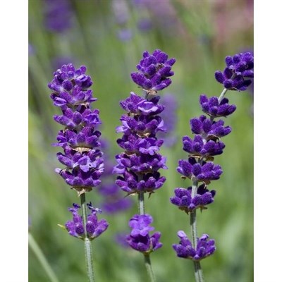 Buy Melissa Lilac English Lavender Seeds from Fresco Seeds at the Best Prices online in Pakistan, Quick Delivery and Easy Returns only at The Nature's Store, Best organic and natural Flower Seeds and Flower Seeds, Fresco Seeds (Brand) in Pakistan, 