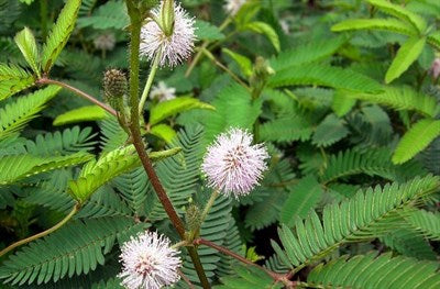 Buy White French Mimosa Pudica from Fresco Seeds at the Best Prices online in Pakistan, Quick Delivery and Easy Returns only at The Nature's Store, Best organic and natural Flower Seeds and Flower Seeds, Fresco Seeds (Brand) in Pakistan, 
