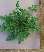 WeedGuard Plus Fertilized Mulch