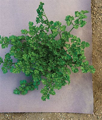 WeedGuard Plus Fertilized Mulch
