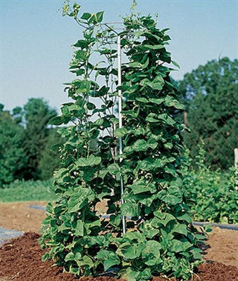 Buy Pole Bean And Pea Tower from Fresco Seeds at the Best Prices online in Pakistan, Quick Delivery and Easy Returns only at The Nature's Store, Best organic and natural Gardening Tools and Fresco Seeds (Brand), Gardening Tools in Pakistan, 