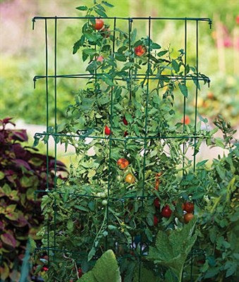 Buy XL Pro Series Cage - Green from Fresco Seeds at the Best Prices online in Pakistan, Quick Delivery and Easy Returns only at The Nature's Store, Best organic and natural Gardening Tools and Fresco Seeds (Brand), Gardening Tools in Pakistan, 