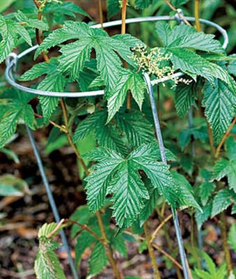 Buy Grow Through Hoop Plant Supports from Fresco Seeds at the Best Prices online in Pakistan, Quick Delivery and Easy Returns only at The Nature's Store, Best organic and natural Gardening Tools and Fresco Seeds (Brand), Gardening Tools in Pakistan, 