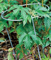 Grow Through Hoop Plant Supports