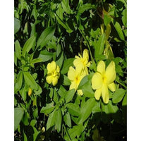 Buy Primrose Jasmine Seeds from Fresco Seeds at the Best Prices online in Pakistan, Quick Delivery and Easy Returns only at The Nature's Store, Best organic and natural Flower Seeds and Flower Seeds, Fresco Seeds (Brand) in Pakistan, 