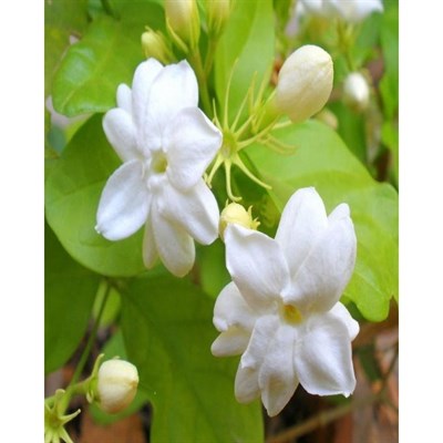 Buy Royal Jasmine Seeds from Fresco Seeds at the Best Prices online in Pakistan, Quick Delivery and Easy Returns only at The Nature's Store, Best organic and natural Flower Seeds and Flower Seeds, Fresco Seeds (Brand) in Pakistan, 