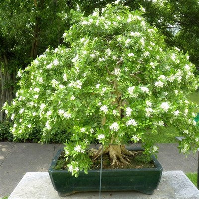 Buy Bonsai Fragrant Jasmine Seeds from Fresco Seeds at the Best Prices online in Pakistan, Quick Delivery and Easy Returns only at The Nature's Store, Best organic and natural Bonsai Flower Seeds and Bonsai Flower Seeds, Fresco Seeds (Brand) in Pakistan, 