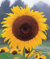 Buy Sunflower Kong Hybrid Seeds from Fresco Seeds at the Best Prices online in Pakistan, Quick Delivery and Easy Returns only at The Nature's Store, Best organic and natural Flower Seeds and Flower Seeds, Fresco Seeds (Brand) in Pakistan, 