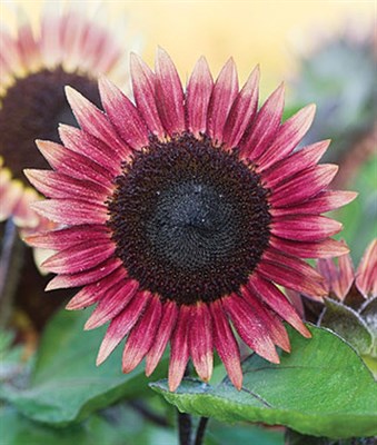 Buy Sunflower Ms. Mars Seeds from Fresco Seeds at the Best Prices online in Pakistan, Quick Delivery and Easy Returns only at The Nature's Store, Best organic and natural Flower Seeds and Flower Seeds, Fresco Seeds (Brand) in Pakistan, 