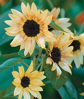 Buy Sunflower Bashful Seeds from Fresco Seeds at the Best Prices online in Pakistan, Quick Delivery and Easy Returns only at The Nature's Store, Best organic and natural Flower Seeds and Flower Seeds, Fresco Seeds (Brand) in Pakistan, 