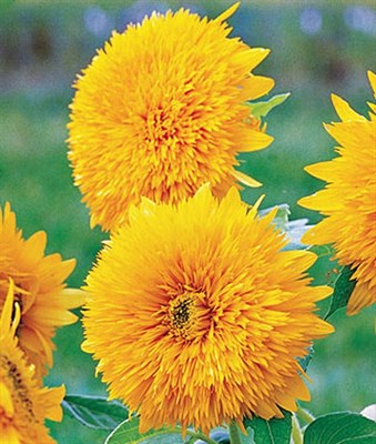 Sunflower Honey Bear Seeds
