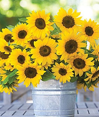 Buy Sunflower Sunny Bunch Seeds from Fresco Seeds at the Best Prices online in Pakistan, Quick Delivery and Easy Returns only at The Nature's Store, Best organic and natural Flower Seeds and Flower Seeds, Fresco Seeds (Brand) in Pakistan, 