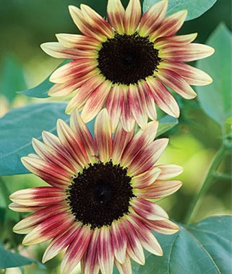 Buy Sunflower Strawberry Blonde Hybrid Seeds from Fresco Seeds at the Best Prices online in Pakistan, Quick Delivery and Easy Returns only at The Nature's Store, Best organic and natural Flower Seeds and Flower Seeds, Fresco Seeds (Brand) in Pakistan, 
