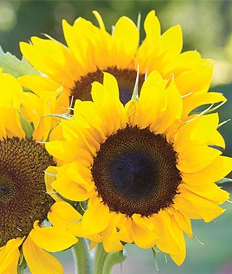 Buy Sunflower Elegance Seeds from Fresco Seeds at the Best Prices online in Pakistan, Quick Delivery and Easy Returns only at The Nature's Store, Best organic and natural Flower Seeds and Flower Seeds, Fresco Seeds (Brand) in Pakistan, 
