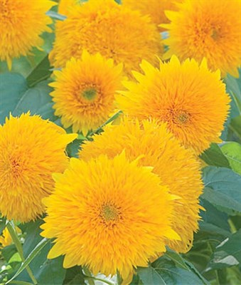 Buy Sunflower Teddy Bear Seeds from Fresco Seeds at the Best Prices online in Pakistan, Quick Delivery and Easy Returns only at The Nature's Store, Best organic and natural Flower Seeds and Flower Seeds, Fresco Seeds (Brand) in Pakistan, 